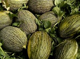 Ab CHF 12.–: 30 Samen Melone „Piel de Sapo“