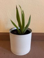 Zimmerpflanze Yukka Palme im Blumentopf Metall
