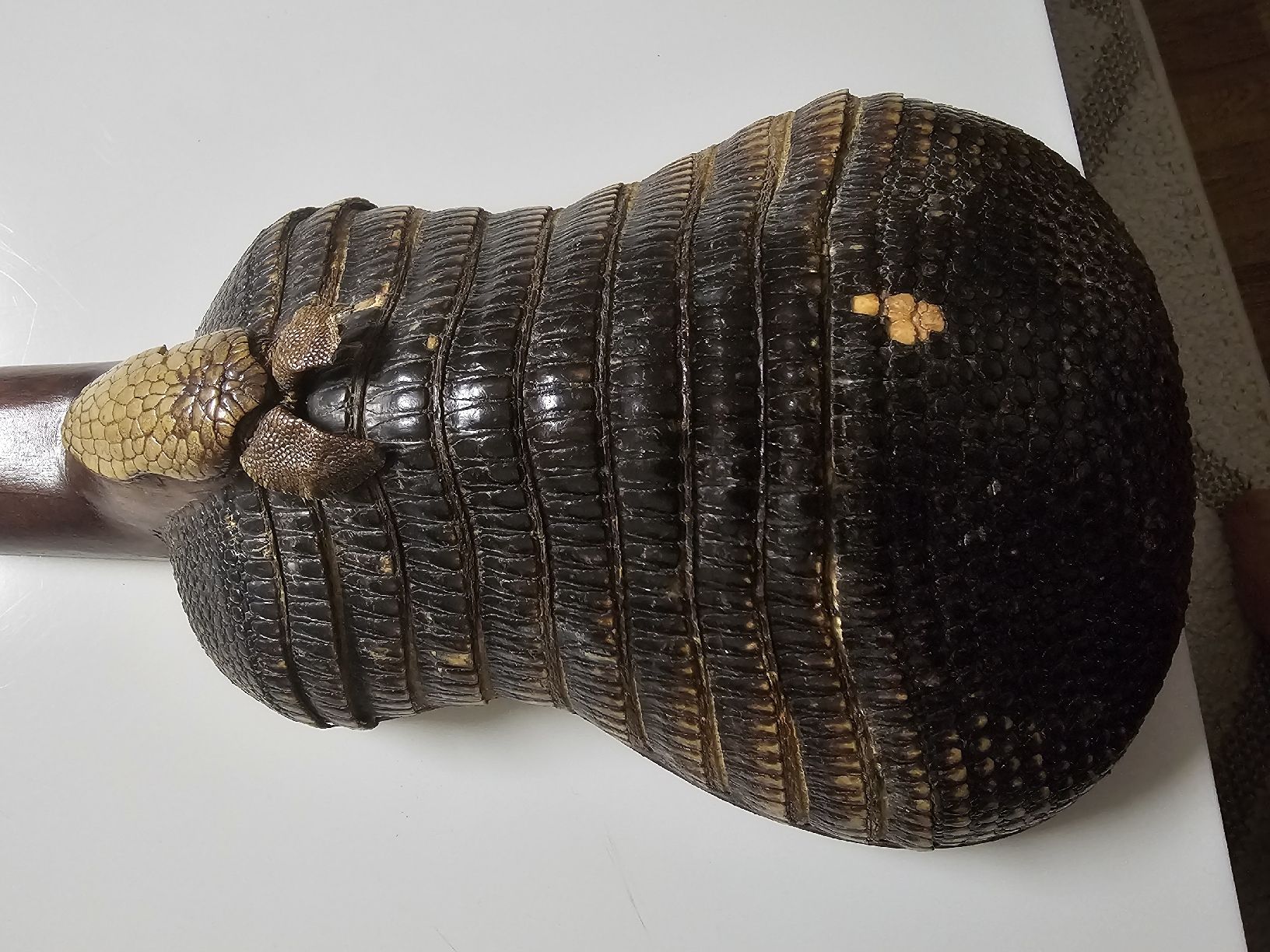 Instruments de musique: Charango mit Armadillo-Korpus gebraucht Nr. 5529  – D'occasion à Aeugstertal par Levo84 4