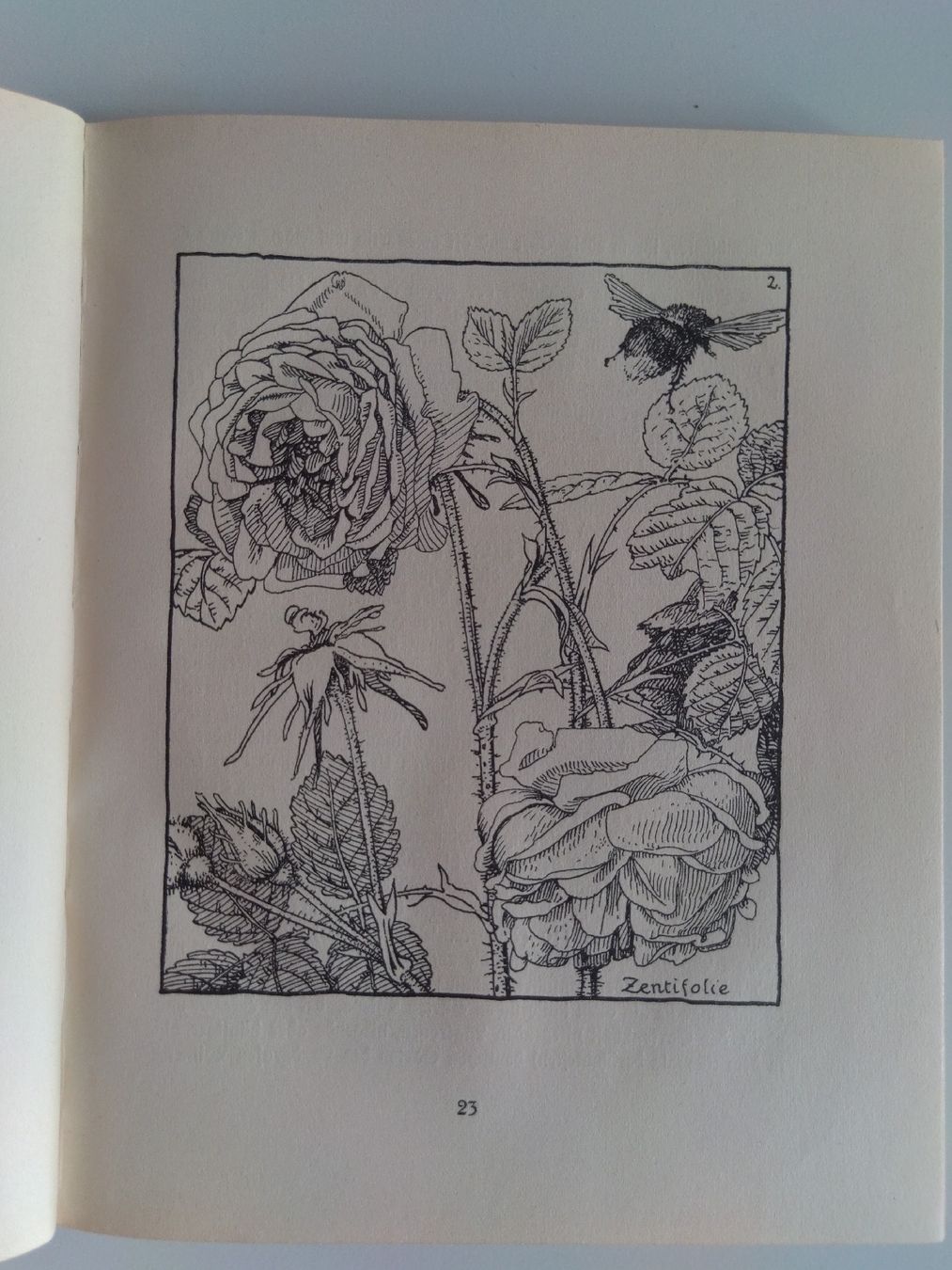 Livres: Hermann Christ Der alte Bauerngarten – D'occasion à Basel par Basler_bieter 4