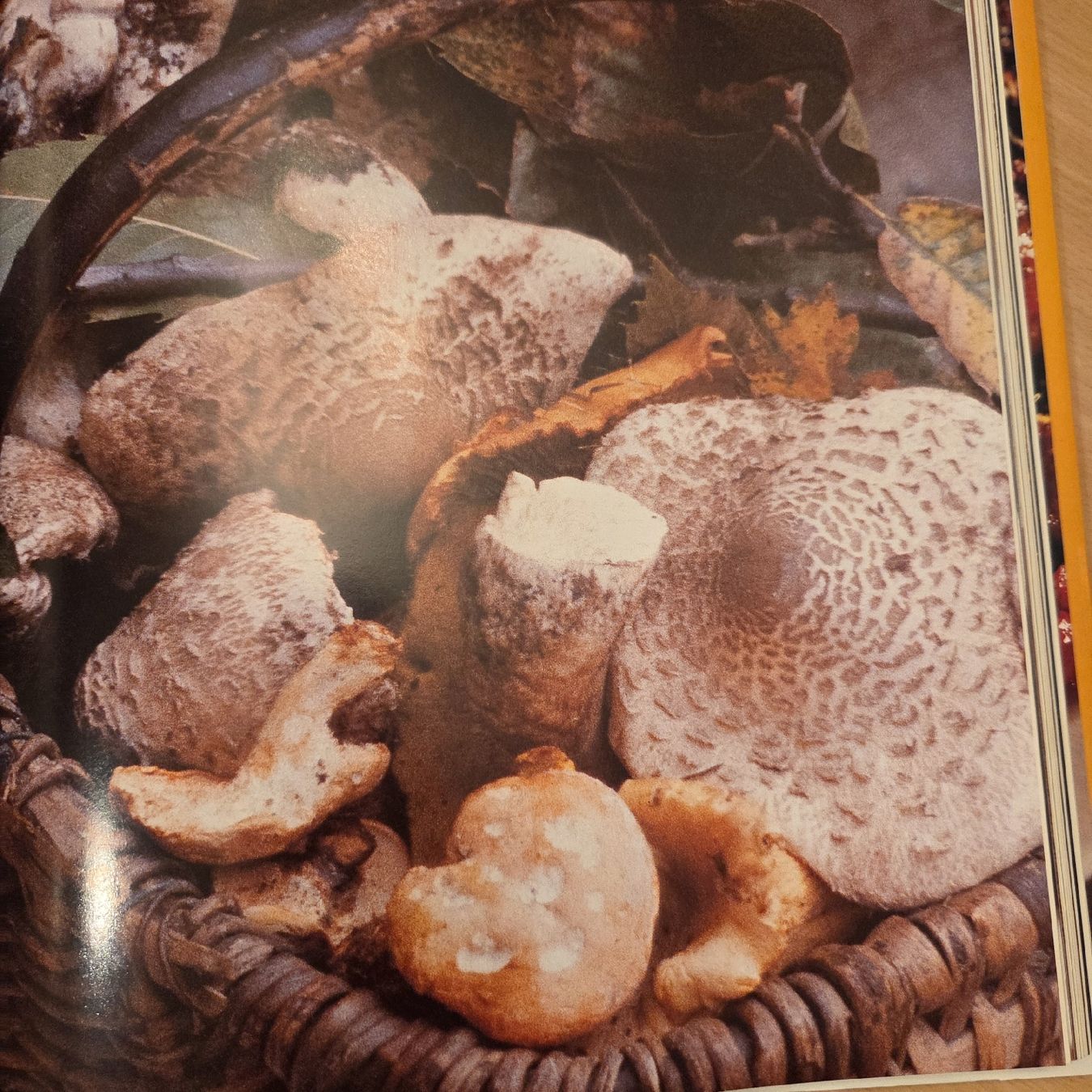Libri: Wildspezialitäten – Usato da Kriens venduto da gra_fhn7 8