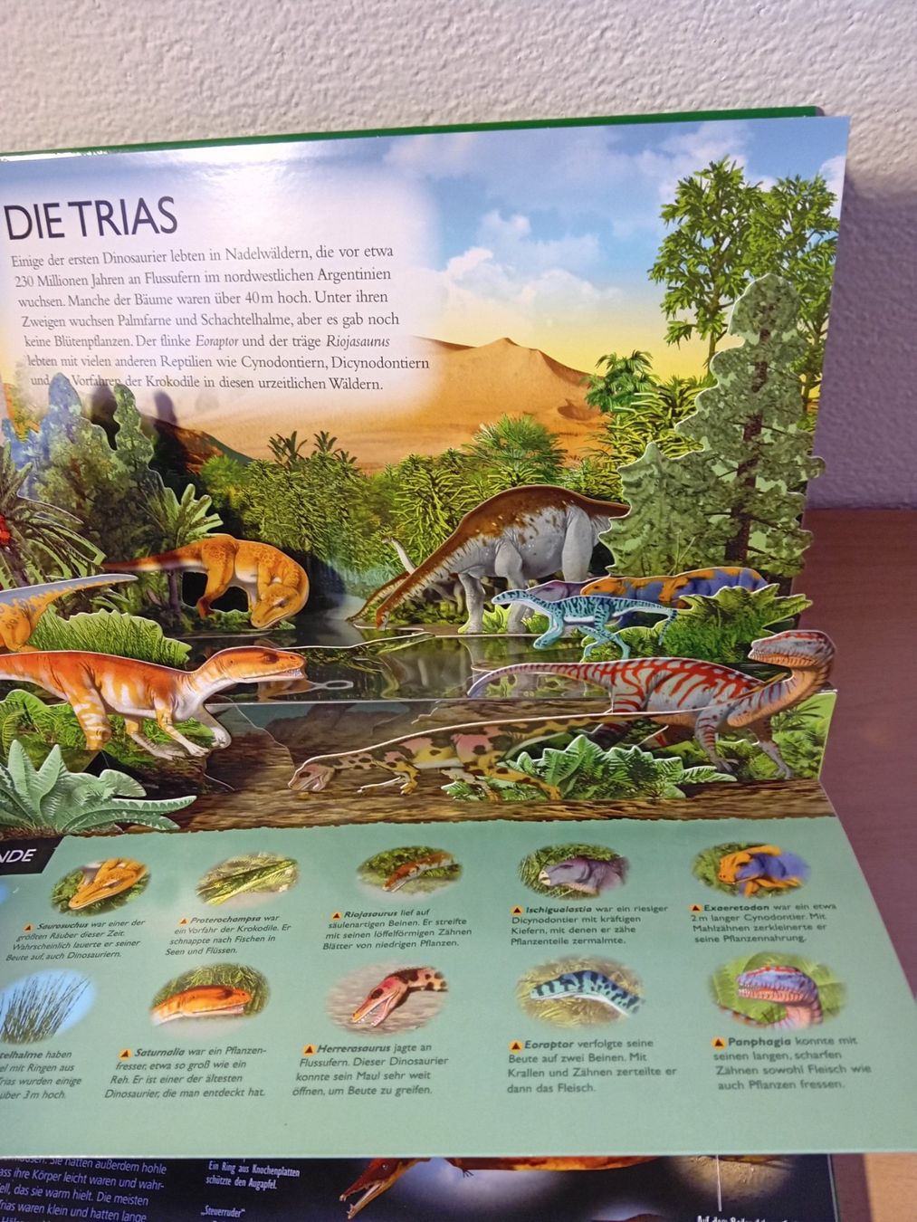 Libri: 3D Entdecker Buch "Dinosaurier" und "Regenwald" – Usato da Schindellegi venduto da nin_7njd 2