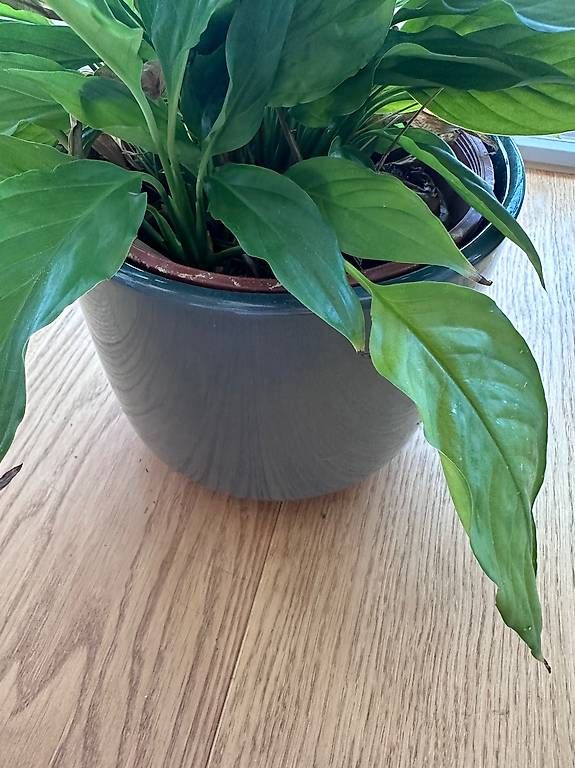 Plantes & graines: Plantes vertes & pots – D'occasion à Meilen par mar_6gyz 4