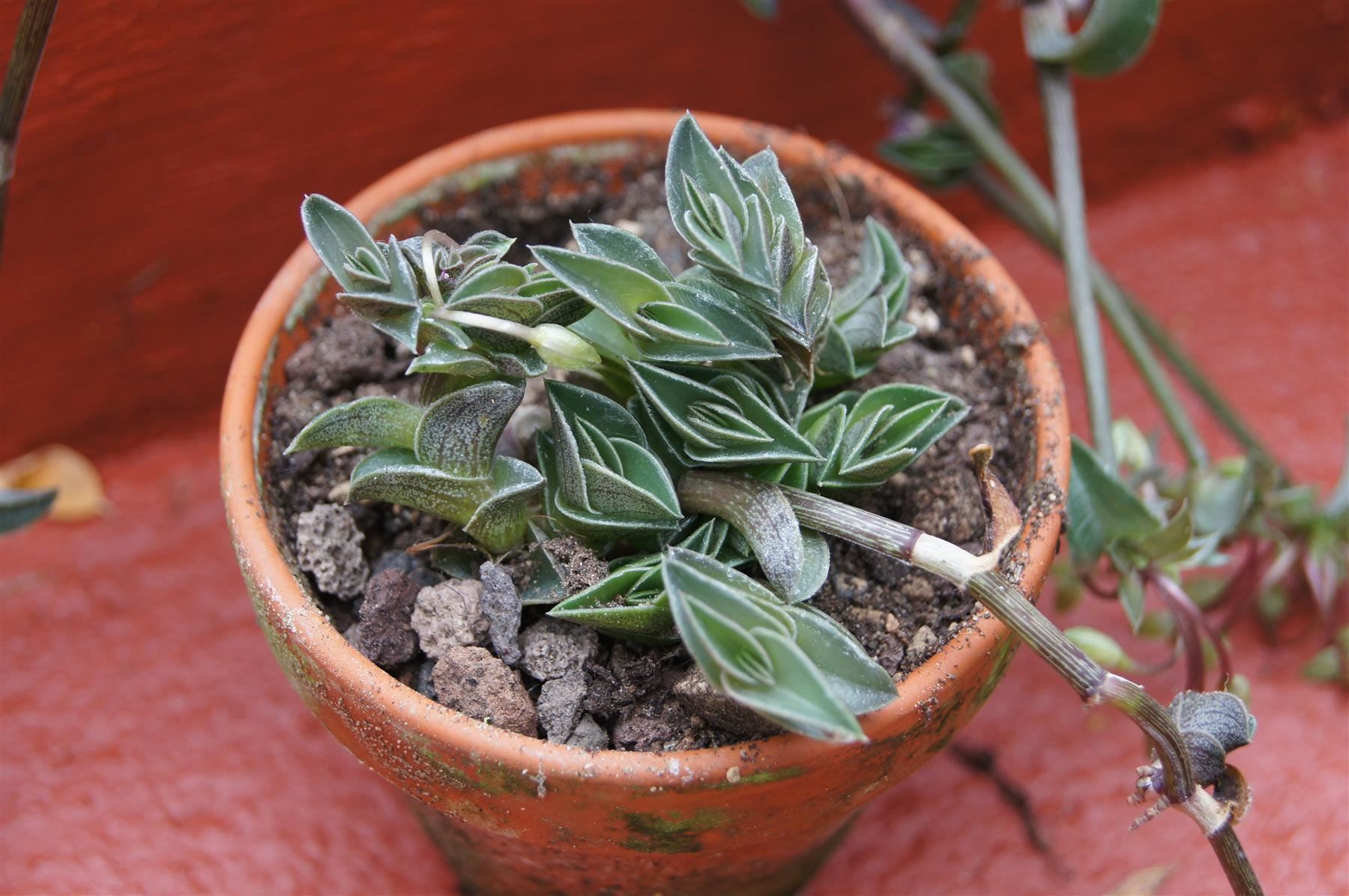 Piante & sementi: Tradescantia navicularis – Nuovo (secondo la descrizione) da Geroldswil venduto da botanicals 1