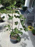Feigenbaum im Kübel