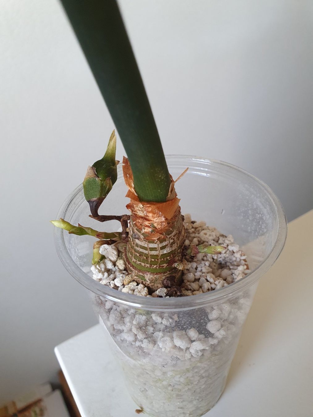 Piante & sementi: Alocasia Longiloba x Sinuata – Usato da Erlinsbach SO venduto da Lea030 1
