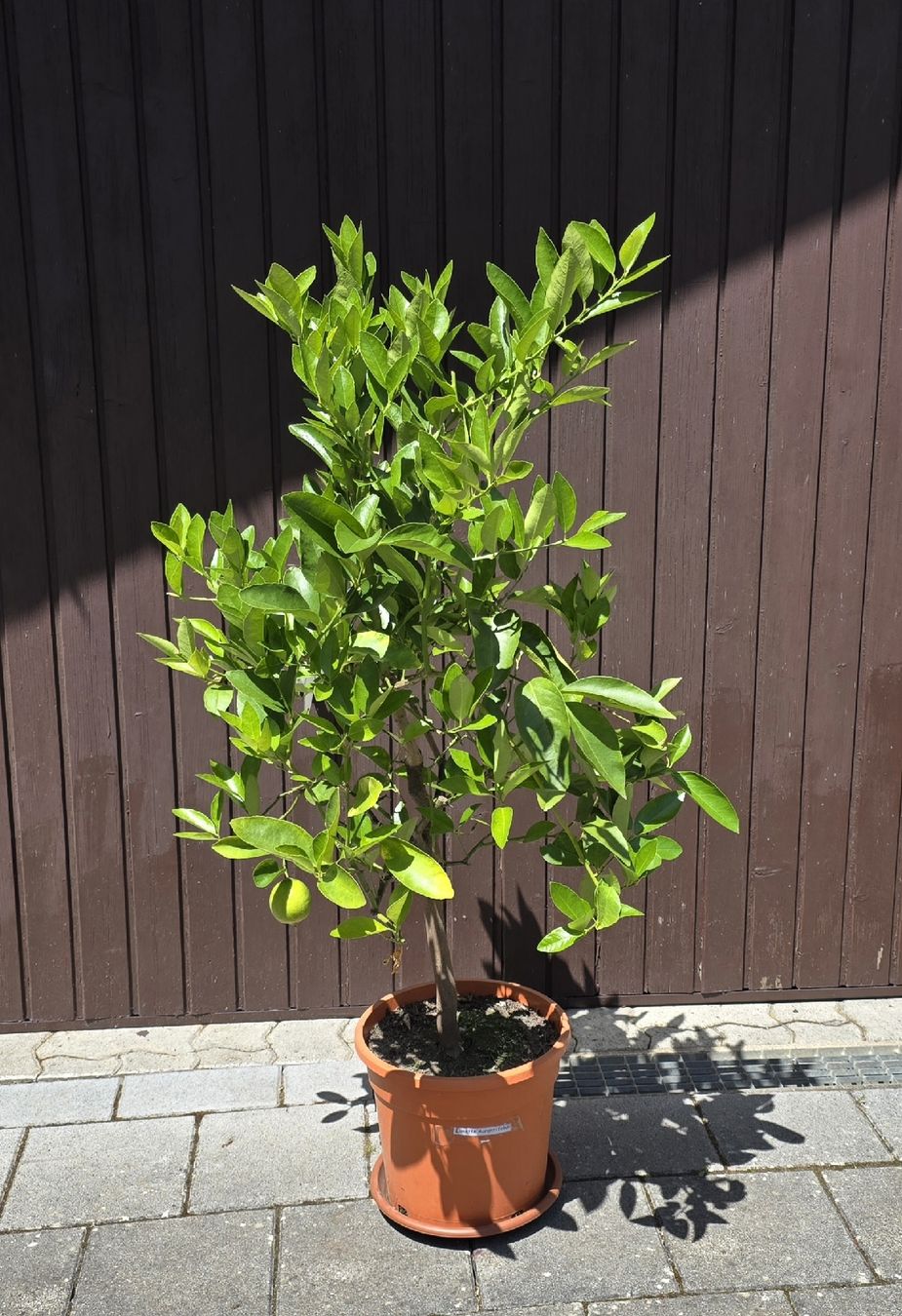Piante & sementi: Limettenbaum (Echte Limette / Citrus aurantifolia). – Usato da Aarburg venduto da popkorn65 4