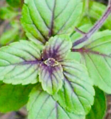 Pflanzen & Samen: 50 SAMEN Zimt Basilikum OCIMUM BASILICUM – Neu und originalverpackt aus Rovio von POSITIFFARTandPLANTS 3