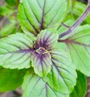 Ab 5.- fr 10 SAMEN Zimt Basilikum OCIMUM BASILICUM