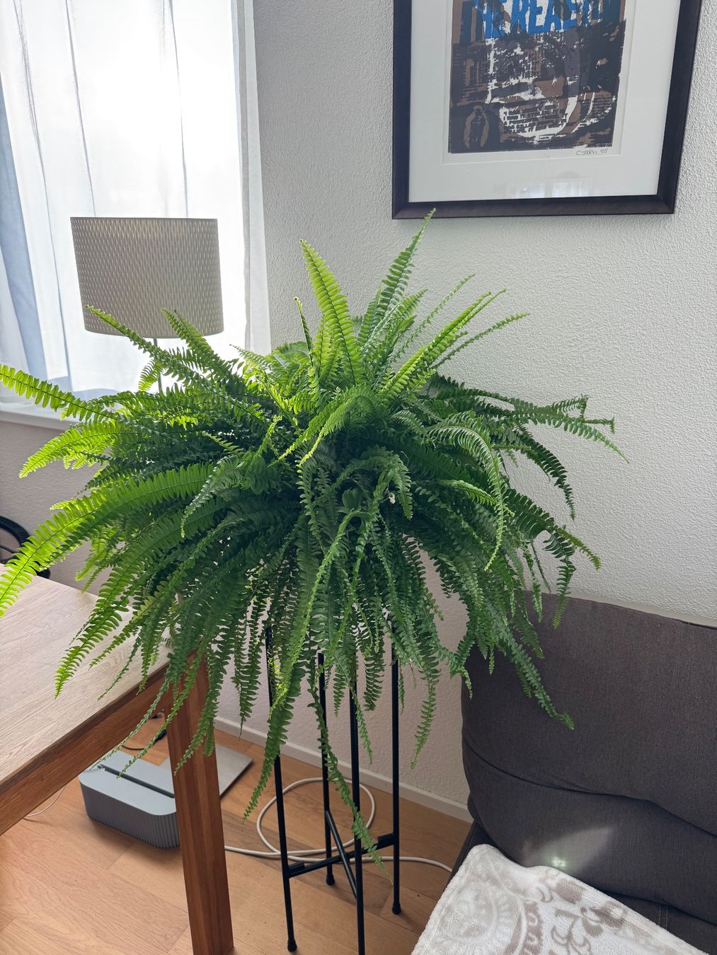 Pflanzen & Samen: Schwertfarn Nephrolepis exaltata – Gebraucht aus Goldau von b4mxshk 1