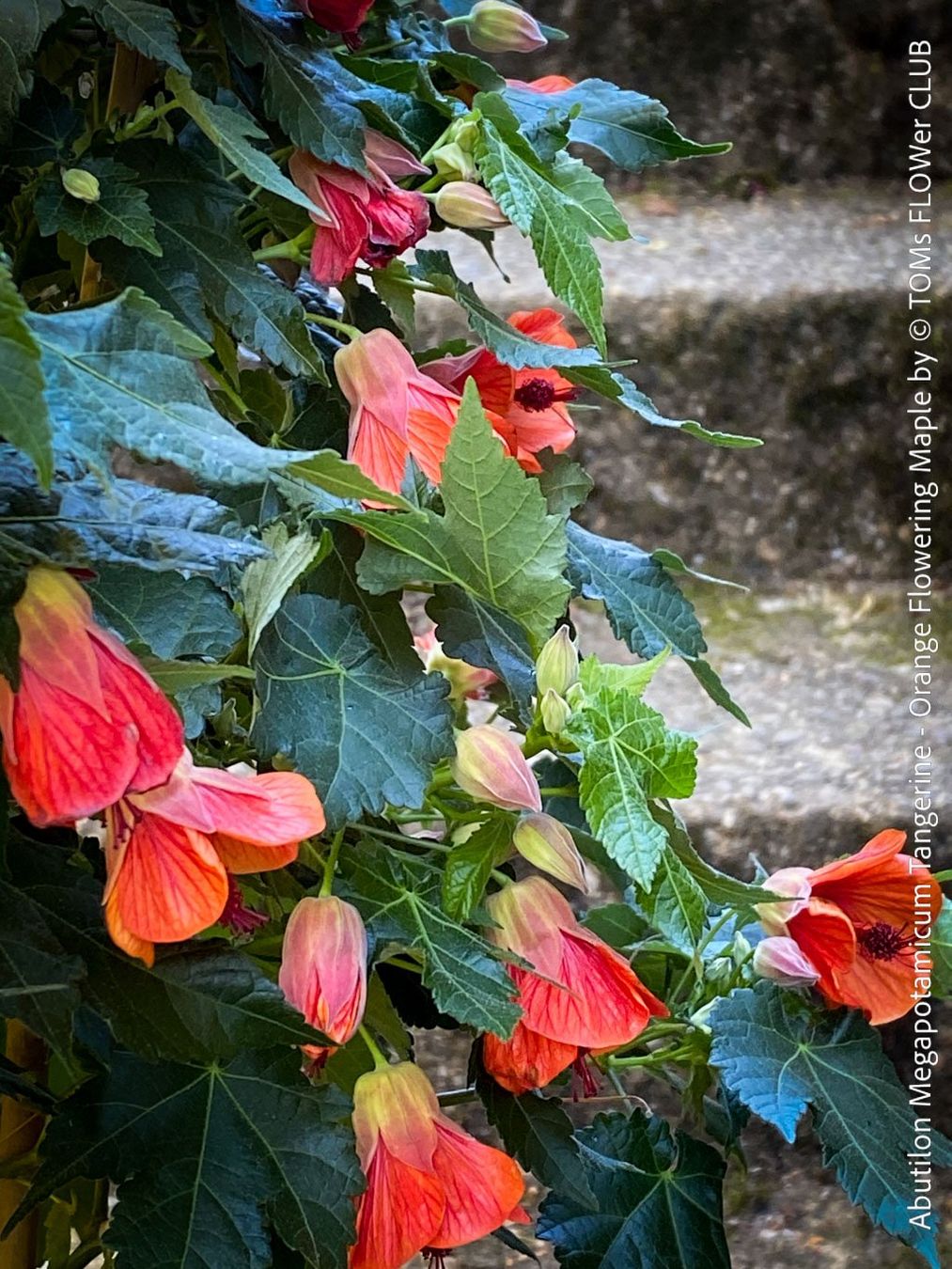 Piante & sementi: Abutilon Megapotamicum Tangerine - Schönmalve - 70x40cm – Nuovo e nell'imballaggio originale da Adliswil venduto da astom369 2
