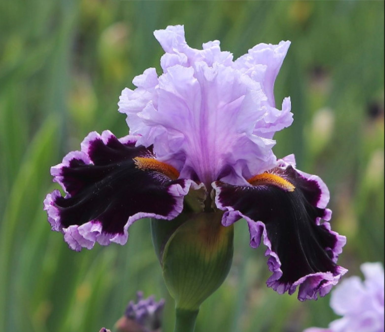 Plantes & graines: Tall Bearded Iris "Headline News" – Neuf (Voir description) à Lugano par ZEERO_IRIS