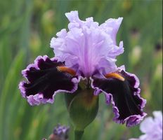 Tall Bearded Iris "Headline News"