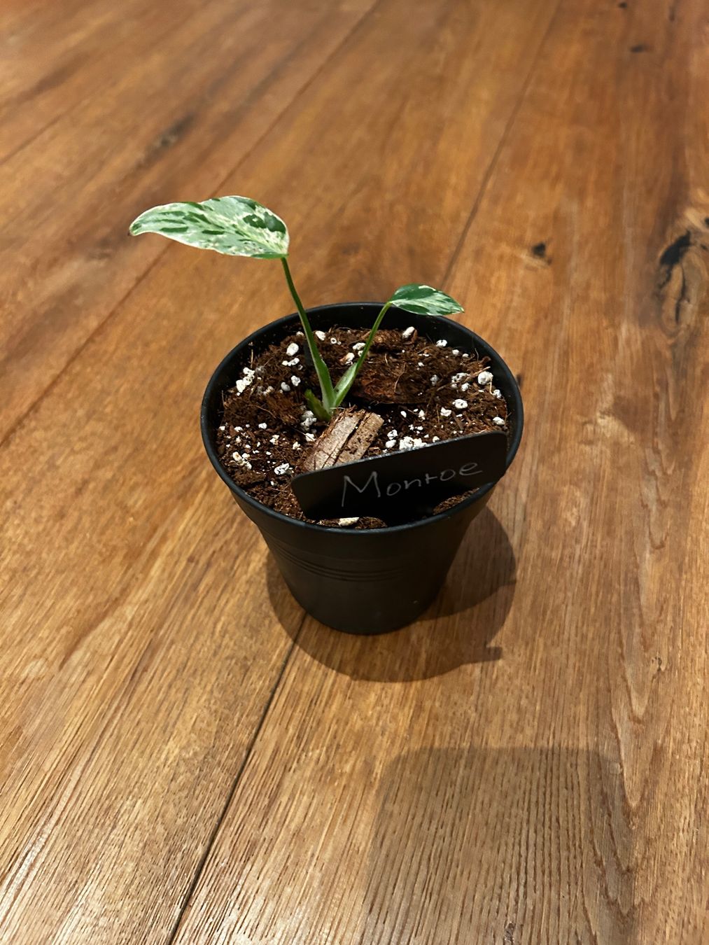 Piante & sementi: Monstera Bulbasur Zimmerpflanze – Usato da Wattwil venduto da Mikesplantshop
