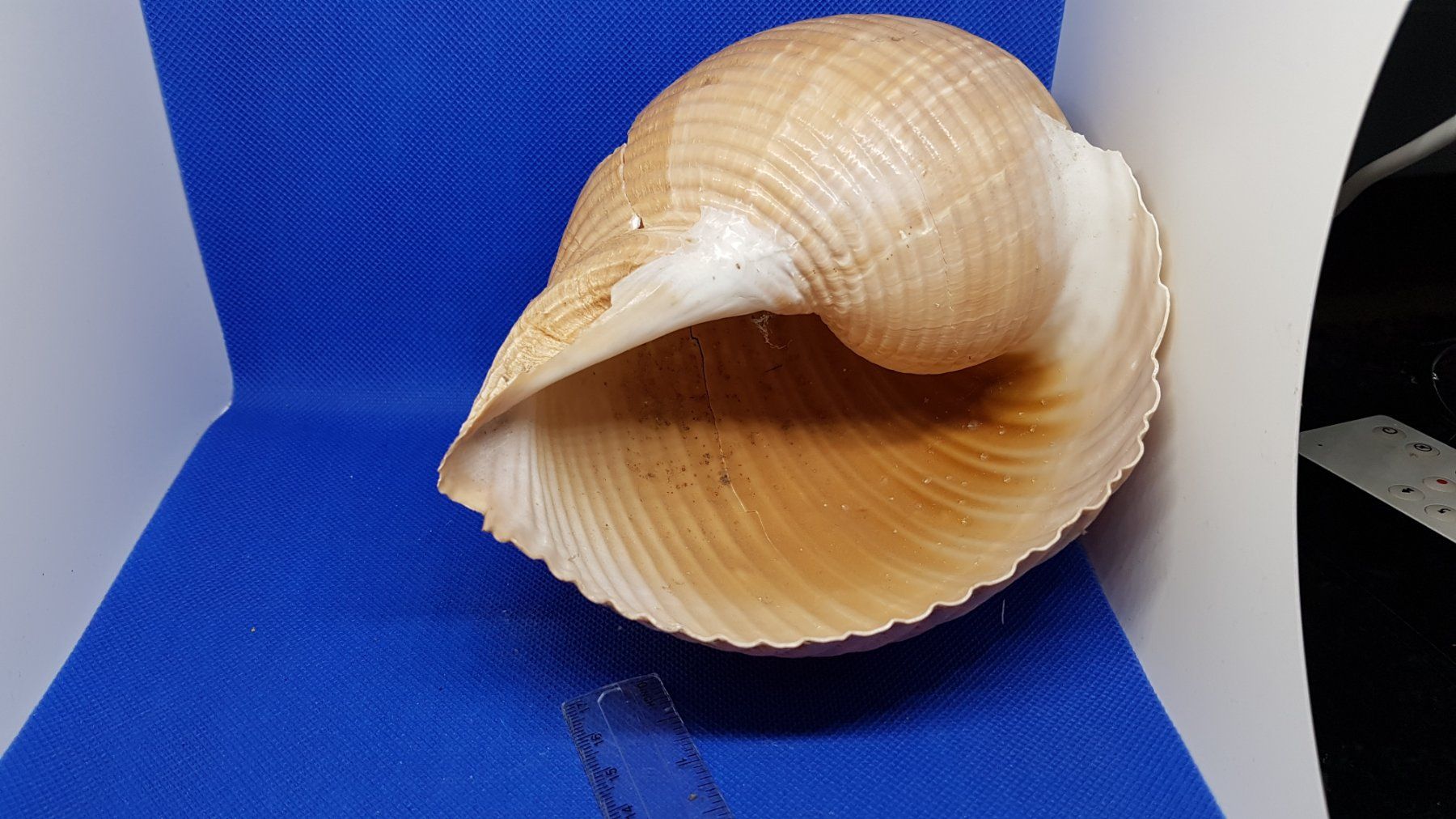 Fossili: Riese Muscheln – Usato da Zürich venduto da Hamaster 7