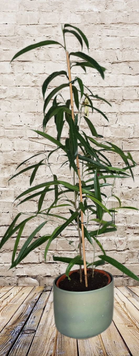 Piante & sementi: Birkenfeige / Ficus 'Alii – Usato da Aarburg venduto da Glitzerzauber 3