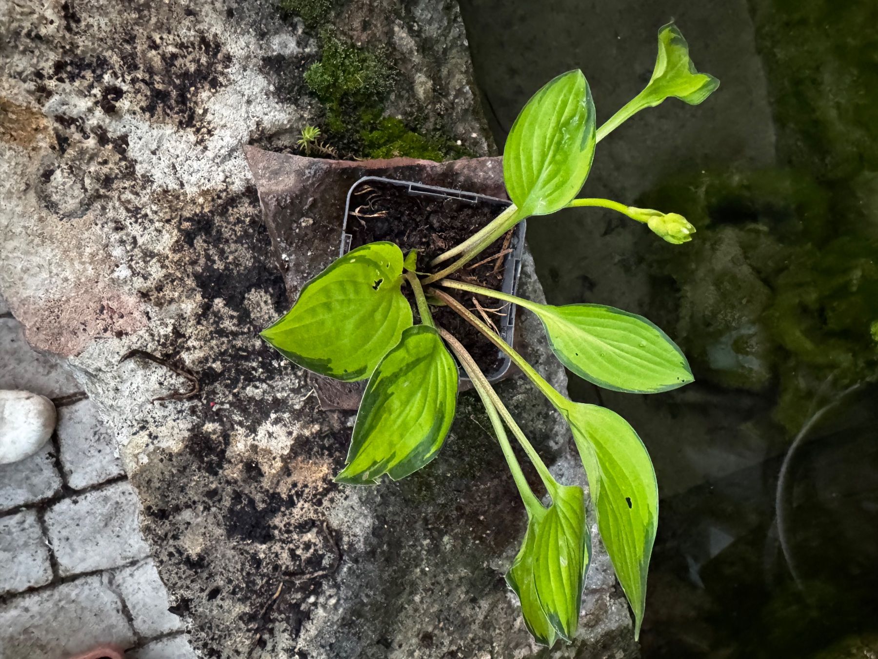 Pflanzen & Samen: Hosta Green With Envy – Gebraucht aus Lajoux JU von Briard0