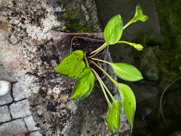 Hosta Green With Envy