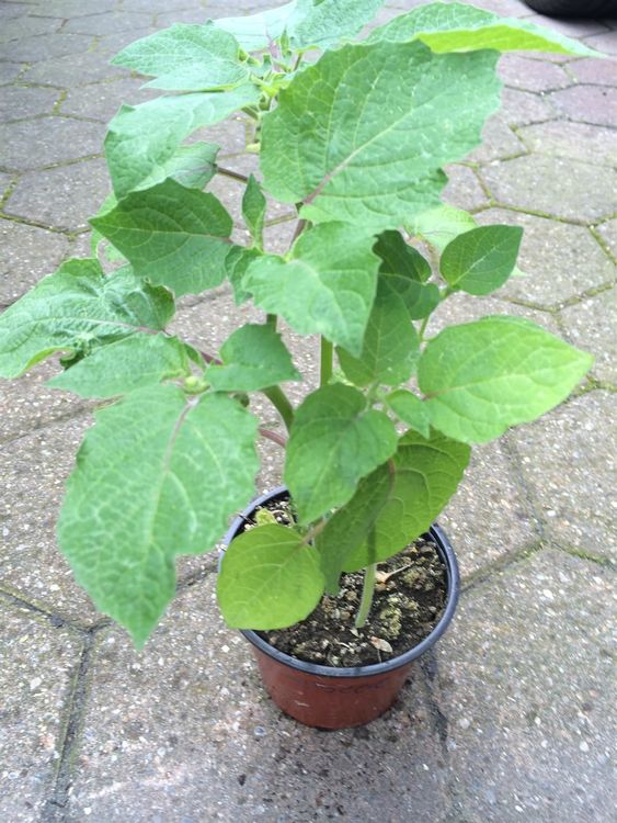 Stachelbeeren Faulen Am Strauch Und Werden Braun: Was Ist Los