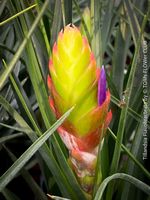 Tillandsia Flavobracteata - robuste Luftpflanze für Dich