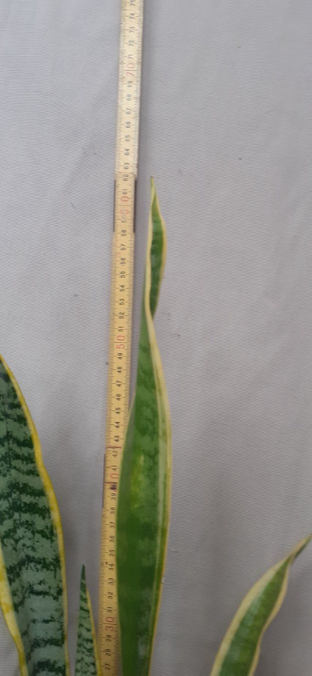 Pflanzen & Samen: Bogenhanf Sansevieria Ableger ca. 1 Jahr alt, ca. 62cm hoch – Neu (gemäss Beschreibung) aus Kilchberg ZH von hobbysale01 1