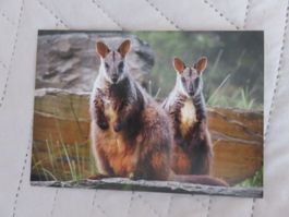 Känguru, Foto-Postkarte, ungelaufen, Zoo, Tiere