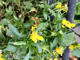 Samen Hornveilchen essbare Blüte 15Stk. 2026