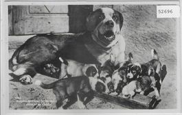 Hospice du Grand St-Bernard, chien et sa nichee