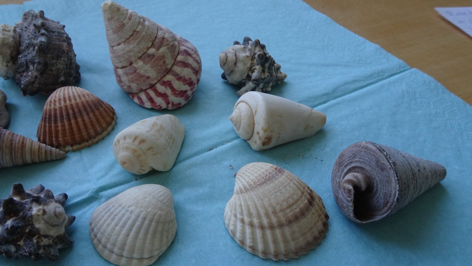 Tutte le decorazioni: Verschiedene wunderschöne Muscheln – Usato da Zürich venduto da blaumeisli62 3
