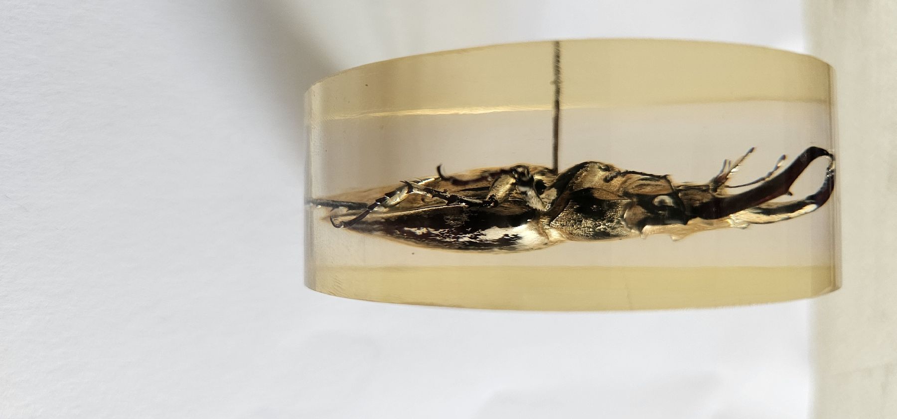 Il mondo degli animali: Insecte dans la résine – Usato da Yverdon-les-Bains venduto da van_dq65 3