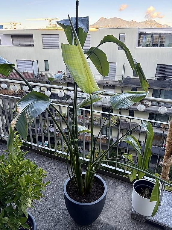 Pflanzen & Samen: Grosse Strelizie inkl. Topf – Gebraucht aus Luzern von Kimja123