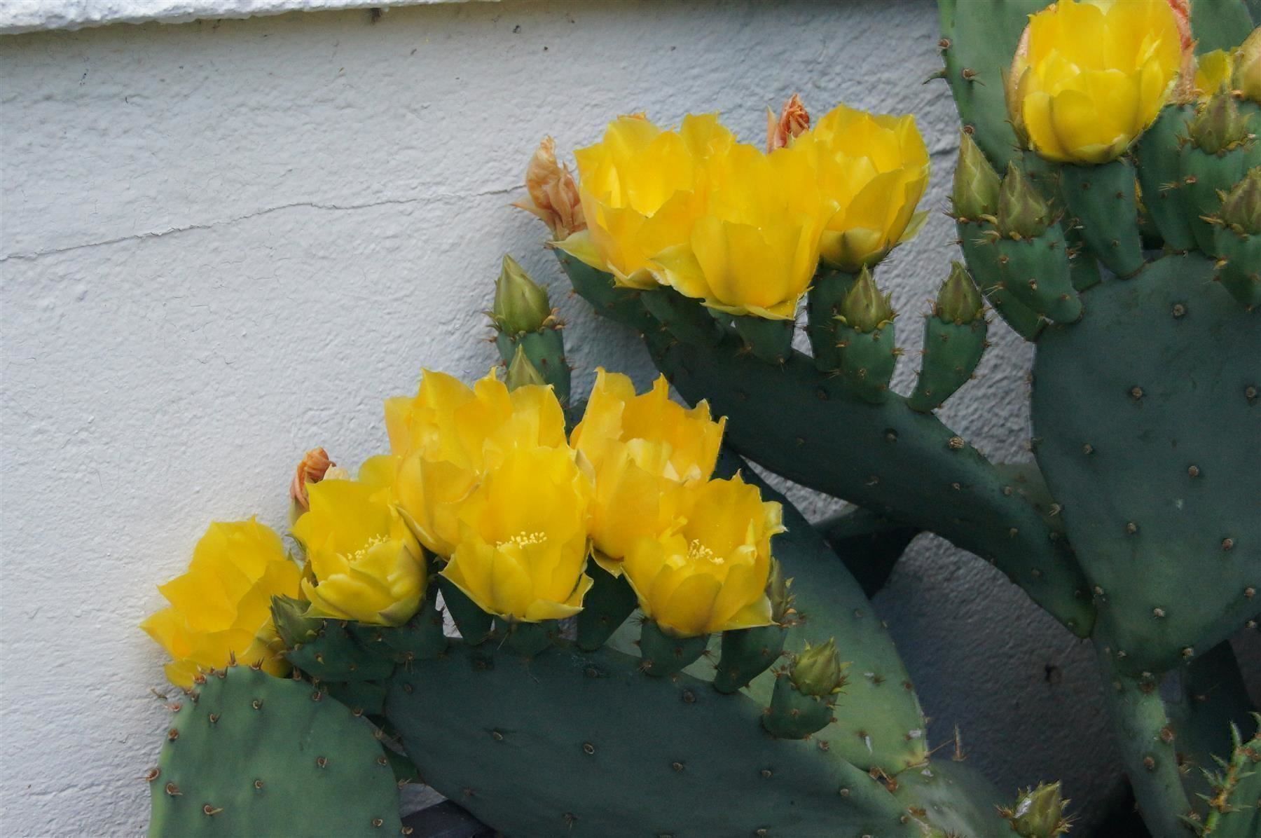 Piante & sementi: Winterharter Kaktus Opuntia engelmannii – Nuovo (secondo la descrizione) da Geroldswil venduto da botanicals 6