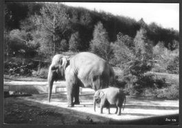 Zoologischer Garten Zürich Elefanten