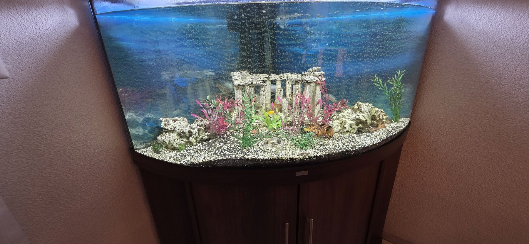 Aquarium: Aquarium Juwel Trigon 350 – Gebraucht aus Veltheim AG von xiki90 1