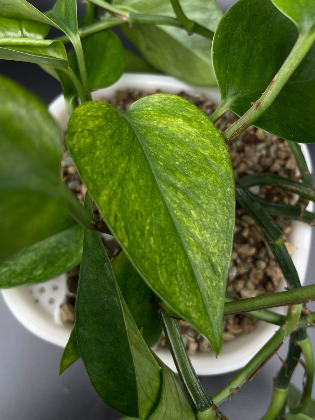 Piante & sementi: Epipremnum aureum 'Teruno Amazon' – Nuovo (secondo la descrizione) da Bühler venduto da googelibear 1
