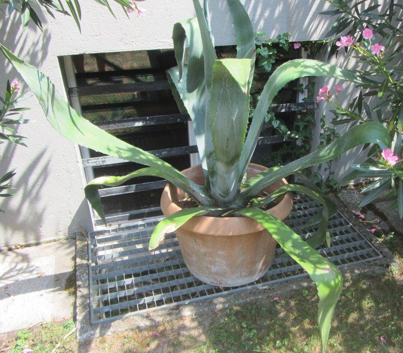 Piante & sementi: Agave 120 cm hoch – Usato da Kreuzlingen venduto da heinrich7h 1