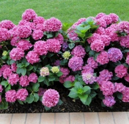 Piante & sementi: Hortensia Hydrangea Macrophylla Magical Revolution H 50 cm – Nuovo e nell'imballaggio originale da Rovio venduto da POSITIFFARTandPLANTS 2