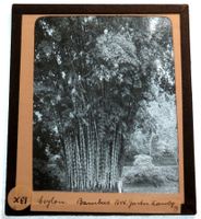 Glasdia Sri Lanka: Bambus im Botanischen Garten Kandy