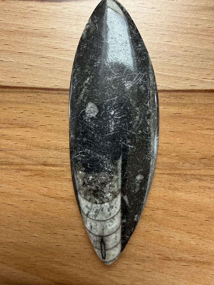 Fossili: Orthoceras-Kopffüsser – Usato da Grenchen venduto da Bastet007 1