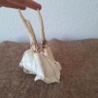 Tierschädel (2)