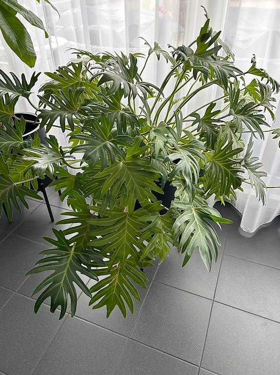 Piante & sementi: Zimmer Pflanze – Usato da Worb venduto da Khloe72 2