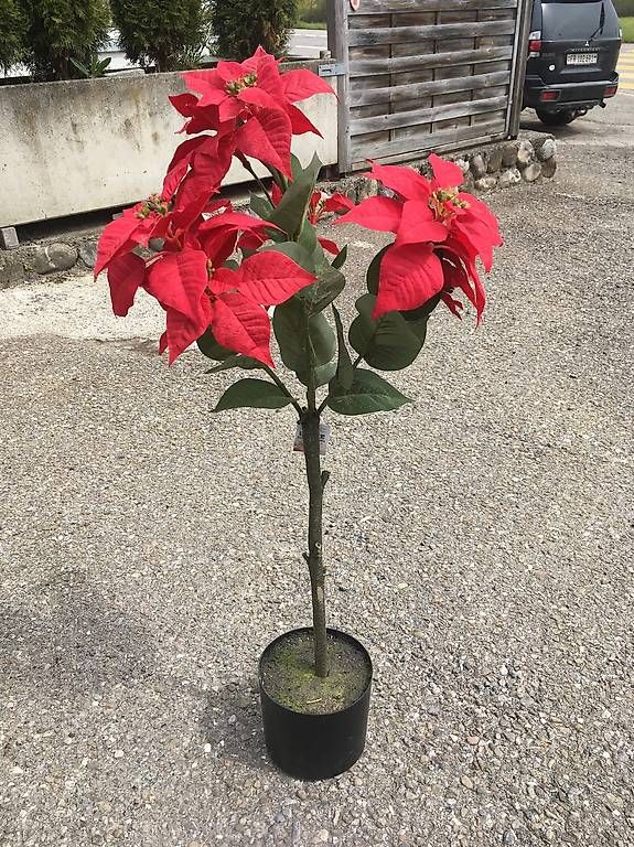 Tutte le decorazioni: Fausses étoiles de Noël – Usato da Lentigny venduto da EcuProd1