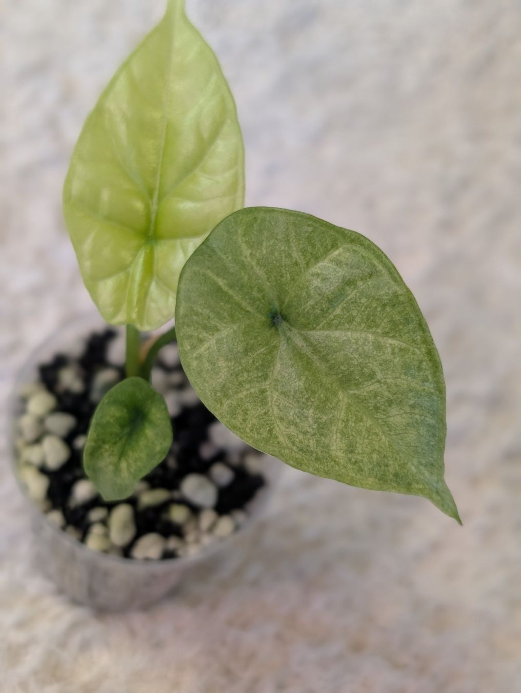 Piante & sementi: Alocasia Sinuata Mint Variegata – Nuovo (secondo la descrizione) da Faulensee venduto da plantmama 2