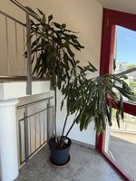 Drachenbaum (Dracaena fragrans) - 2,4m hoch