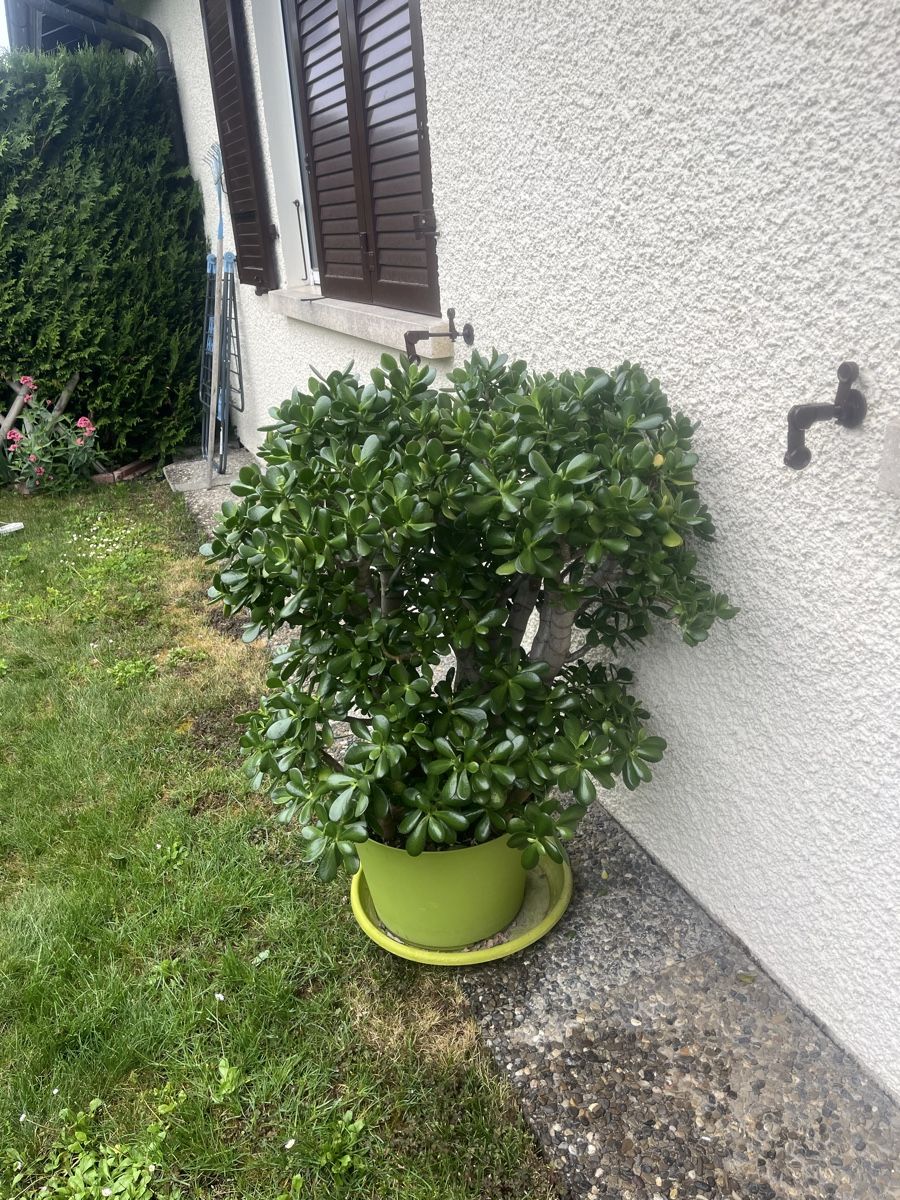 Piante & sementi: Plante Crassula Ovata – Nuovo (secondo la descrizione) da La Croix-de-Rozon venduto da tuf_f6td 8