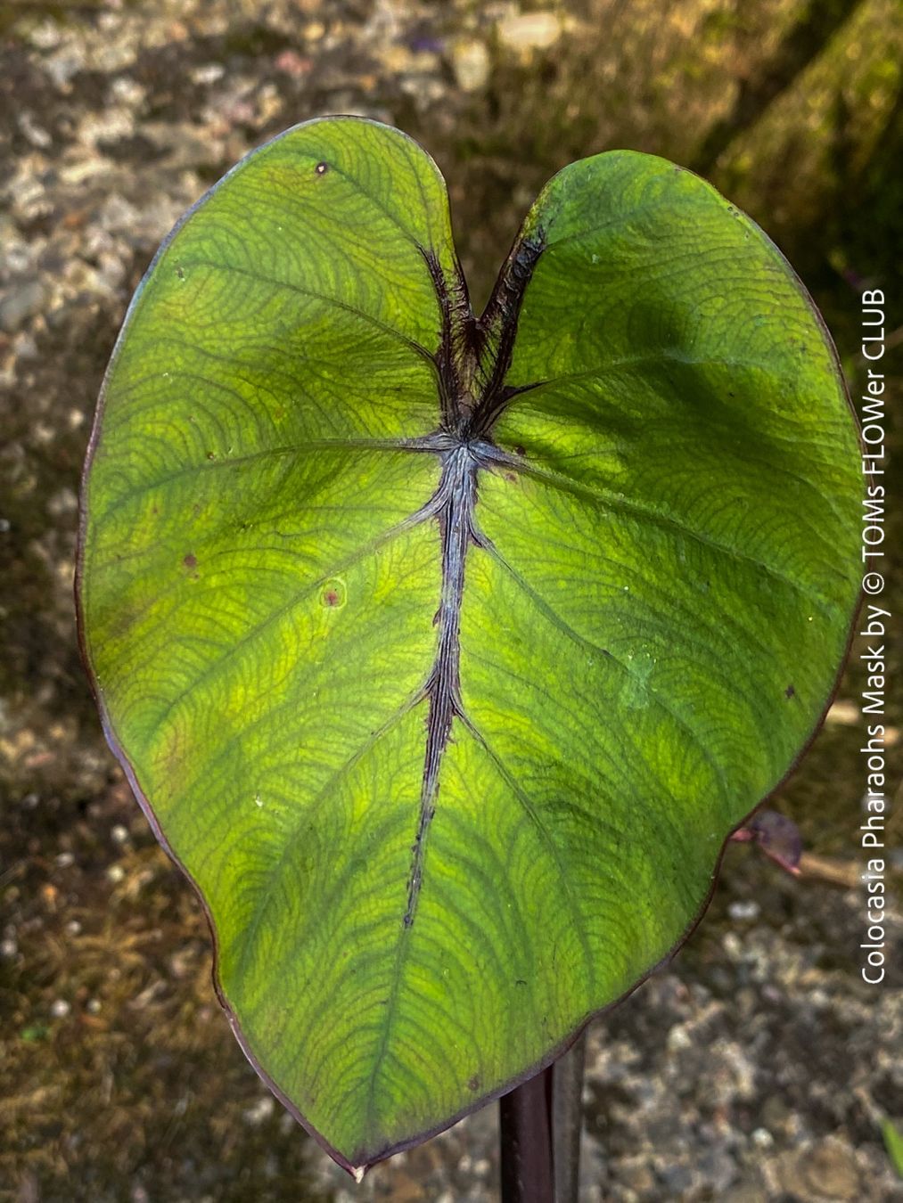 Piante & sementi: Colocasia Pharaohs Mask - 100% Bio-Pflanze – Nuovo e nell'imballaggio originale da Adliswil venduto da astom369 7