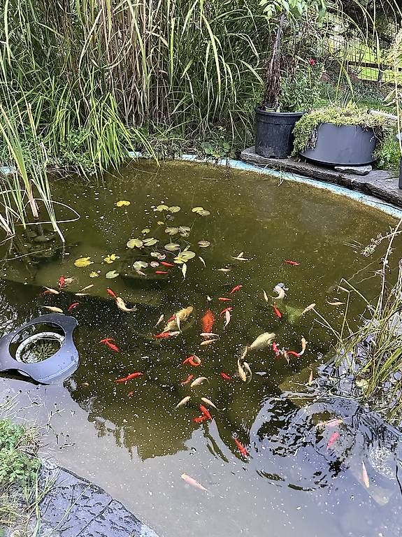 Tutti i francobolli: Diverse Goldfische – Usato da Speicher venduto da pir_c96f
