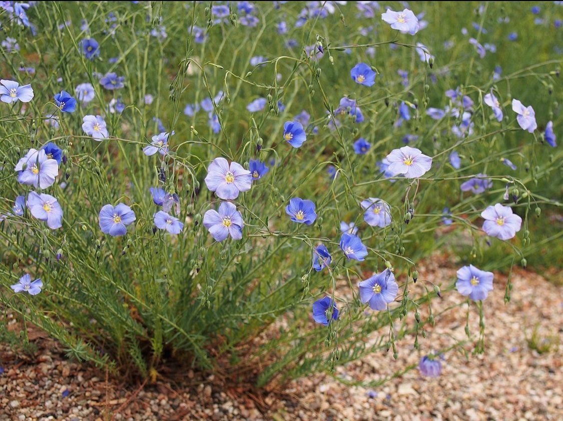 Piante & sementi: LINUM AUSTRIACUM - BLAUE STAUDEN - LEIN - HELLBLAU/BLAU – Nuovo (secondo la descrizione) da Buchs AG venduto da fischli610 1