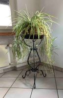 Jardiniere Pflanzschale Kupfer Schmiedeisen