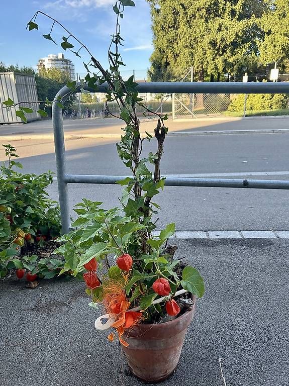 Pflanzen & Samen: Physalis und Efeu im Tontopf  – Neu und originalverpackt aus Frauenfeld von Irene.Schuppli 1